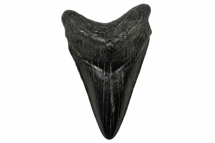 Fossil Megalodon Tooth - South Carolina #333609